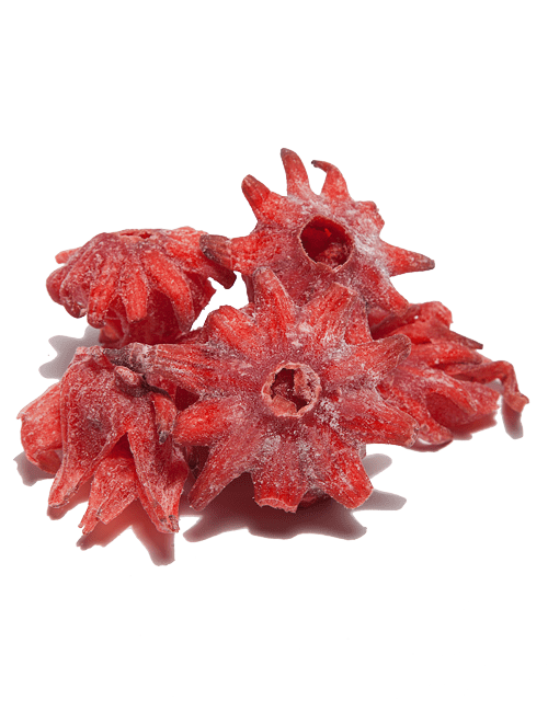 Hibiszkusz